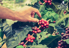 Alto Grande whole beans close-up highlighting bean quality and aroma