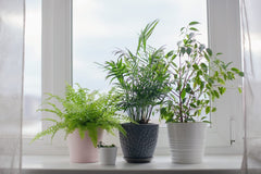 American Plant Exchange parlor palm on office desk, adds low-maintenance greenery and calm