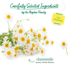Bigelow Cozy Chamomile loose whole chamomile flowers highlighting natural ingredients