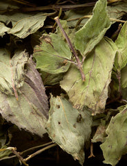 Dammann Freres sachet steeping in glass cup producing a clear aromatic peppermint infusion