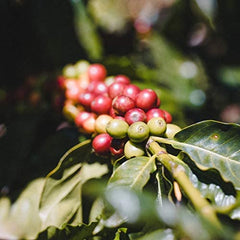 Close-up of Fara Coffee beans highlighting roast texture and rich aroma