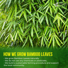 Hot cup of FRESHDRINKUS bamboo leaf tea steaming, demonstrating soothing caffeine-free benefit