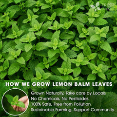 FRESHDRINKUS loose lemon balm leaves detail showing leaf quality and natural color