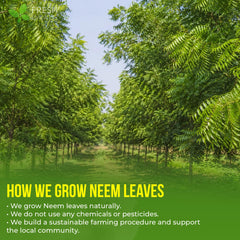 FreshDrinkUS brewed neem tea steaming in a cup, illustrating easy preparation