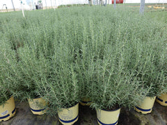 Green Promise Farms Arp rosemary in a decorative pot on a patio demonstrating container suitability