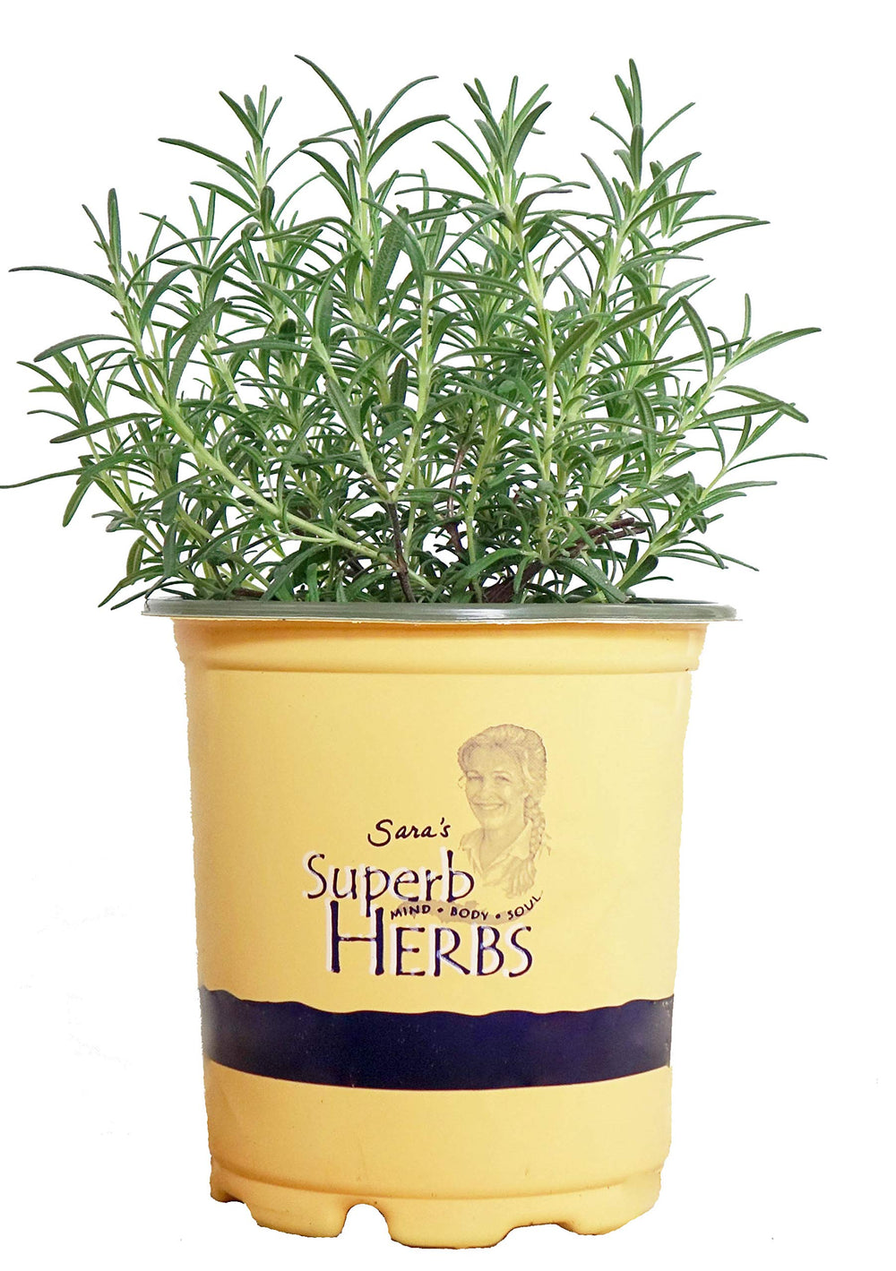 Green Promise Farms Arp rosemary front view showing compact upright habit and ready-to-plant condition