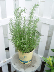 Green Promise Farms Arp rosemary leaf close-up highlighting fragrant foliage for cooking and crafts