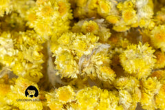 GRIGORIAN GOURMET glass cup of immortelle infusion, showcases clear floral aroma