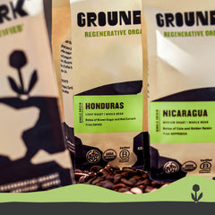 Groundwork beans in hand showing size and freshness for accurate portioning
