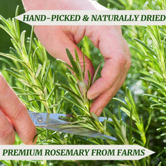 HAVNDRAE detailed stem texture highlighting durable woody stalk benefit