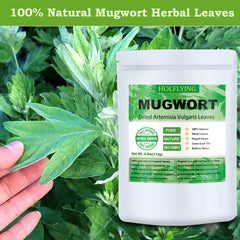 HOLFLYING brewed mugwort tea in cup demonstrating infusion use