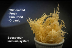 Karibbean Flavours sea moss gel in jar demonstrating creamy consistency and convenience