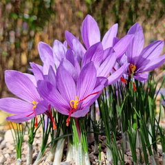 Marde Ross saffron corm close-up showing firm 9 cm texture and healthy bulb quality for better blooms