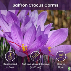 Marde Ross & Company close-up of large 10+ cm saffron corms highlighting healthy size
