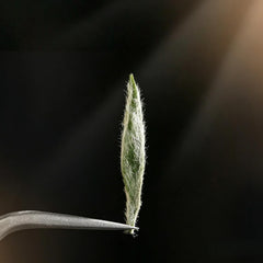 NASLAPH loose leaves close-up displaying silvery buds and pure quality