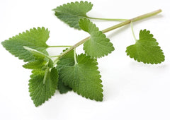 Nature Tea buds detail with visible flowering tops for fragrant infusion