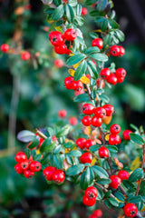 Naturegrail brewed bearberry tea in cup illustrating easy preparation