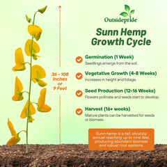 Outsidepride sunn hemp tall field showing rapid biomass and soil cover benefit