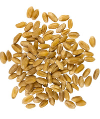 Palouse Brand close-up of wheat berry texture illustrating whole-kernel quality
