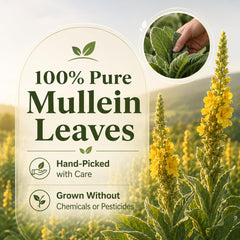 Respira Botanicals loose mullein leaf detail highlighting whole-leaf quality