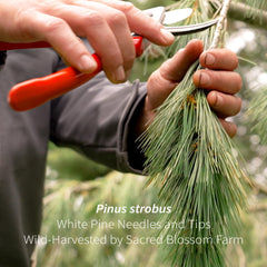 Sacred Blossom Farm brewed cup of pine tea with loose leaves, illustrates refreshing flavor