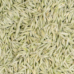 Sacred Blossom Farm close-up of whole milky oat tops highlighting natural texture