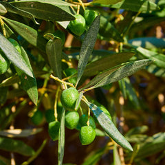 Sanniti detailed texture of olive flesh, demonstrates firm bite and quality