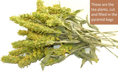 Sparta Natura dry flowers close-up highlighting concentrated essential oils