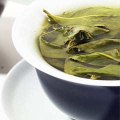 TEARELAE tea leaves in hand to show leaf size and harvest quality advantage