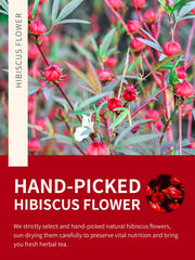 TeeLux brewed cup of hibiscus tea displaying vibrant red color and clarity