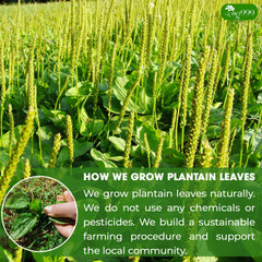 TOG999 ground plantain leaves texture showing natural processing and consistent grind