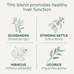 Traditional Medicinals tea bag close-up displays compostable mesh and easy brewing