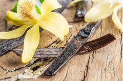 Vanilla Bean Kings bean next to ruler displaying 5–6 inch length