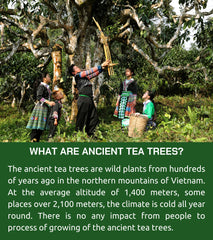 VIXI loose ancient green tea leaves detail showing texture and natural origin