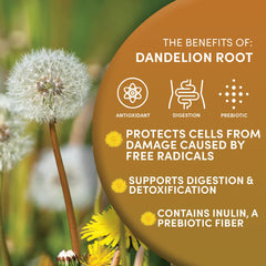 Worldwide Botanicals brewed dandelion root tea in cup illustrating rich infusion