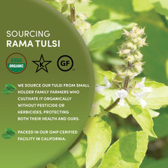 Worldwide Botanicals iced Tulsi in tall glass showing refreshing cold brew enjoyment