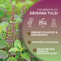 Worldwide Botanicals Krishna Tulsi steeping in teapot for full flavor infusion