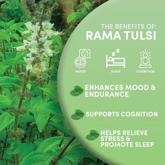 Worldwide Botanicals brewed Rama Tulsi in cup highlighting warm color and comforting sip