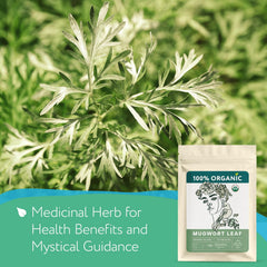 Zhivana Organics loose mugwort leaves close-up showing texture and quality