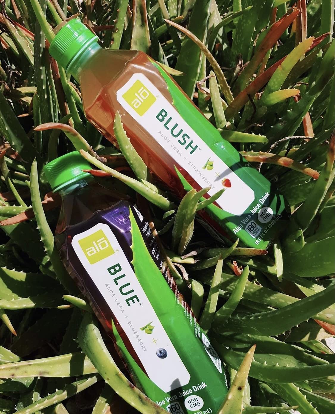 ALO imagery of Thailand aloe fields underlines responsible sourcing and sustainability benefit