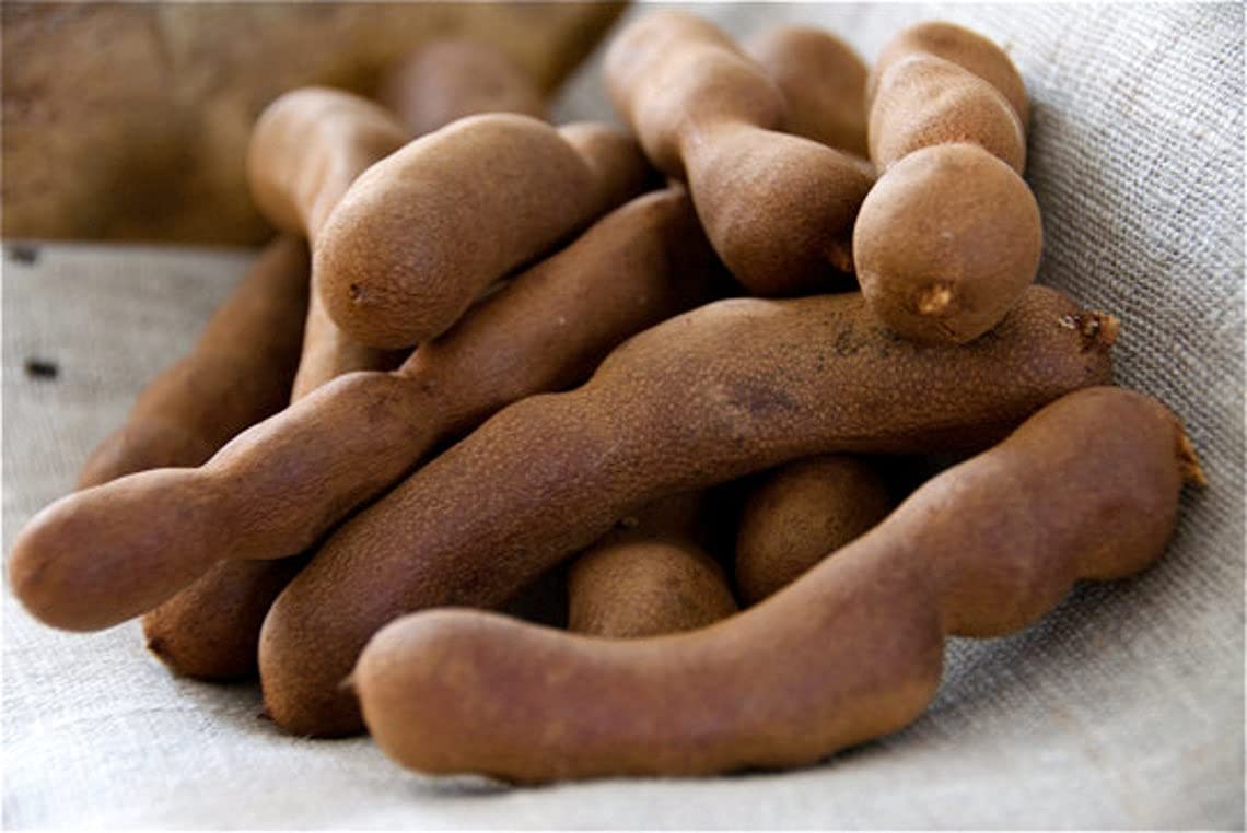 Amazing Chiles & Spices tamarind pods next to a ruler for clear size and scale reference