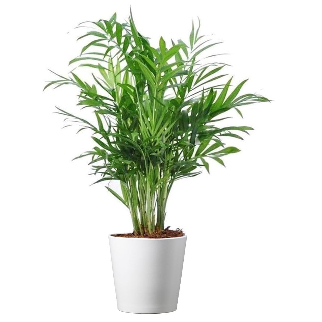 American Plant Exchange parlor palm front view with cover, shows compact tropical decor