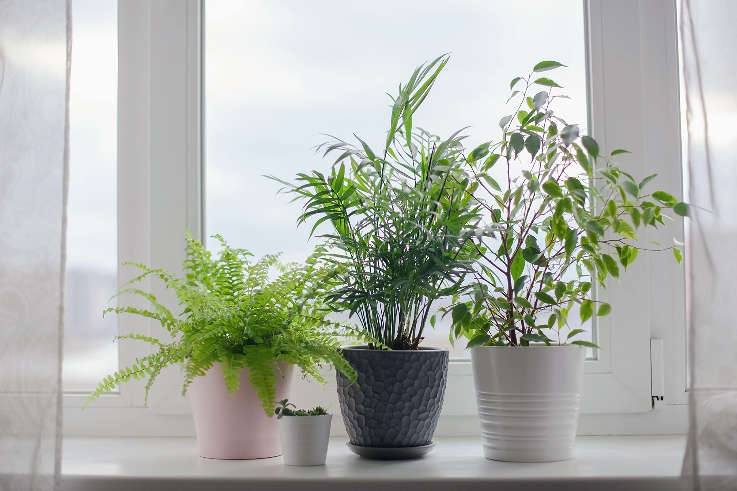 American Plant Exchange parlor palm on office desk, adds low-maintenance greenery and calm