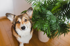 American Plant Exchange parlor palm pot size comparison on shelf, demonstrates scale for small spaces