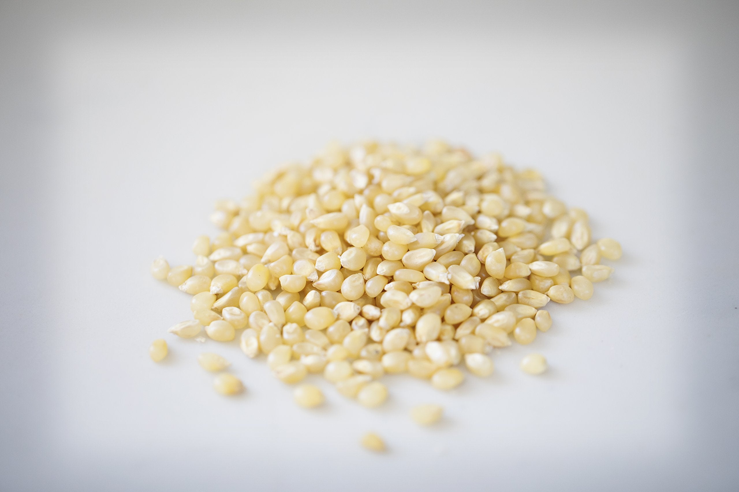 Amish Country Popcorn kernel close-up highlighting uniform baby white kernels for consistent popping