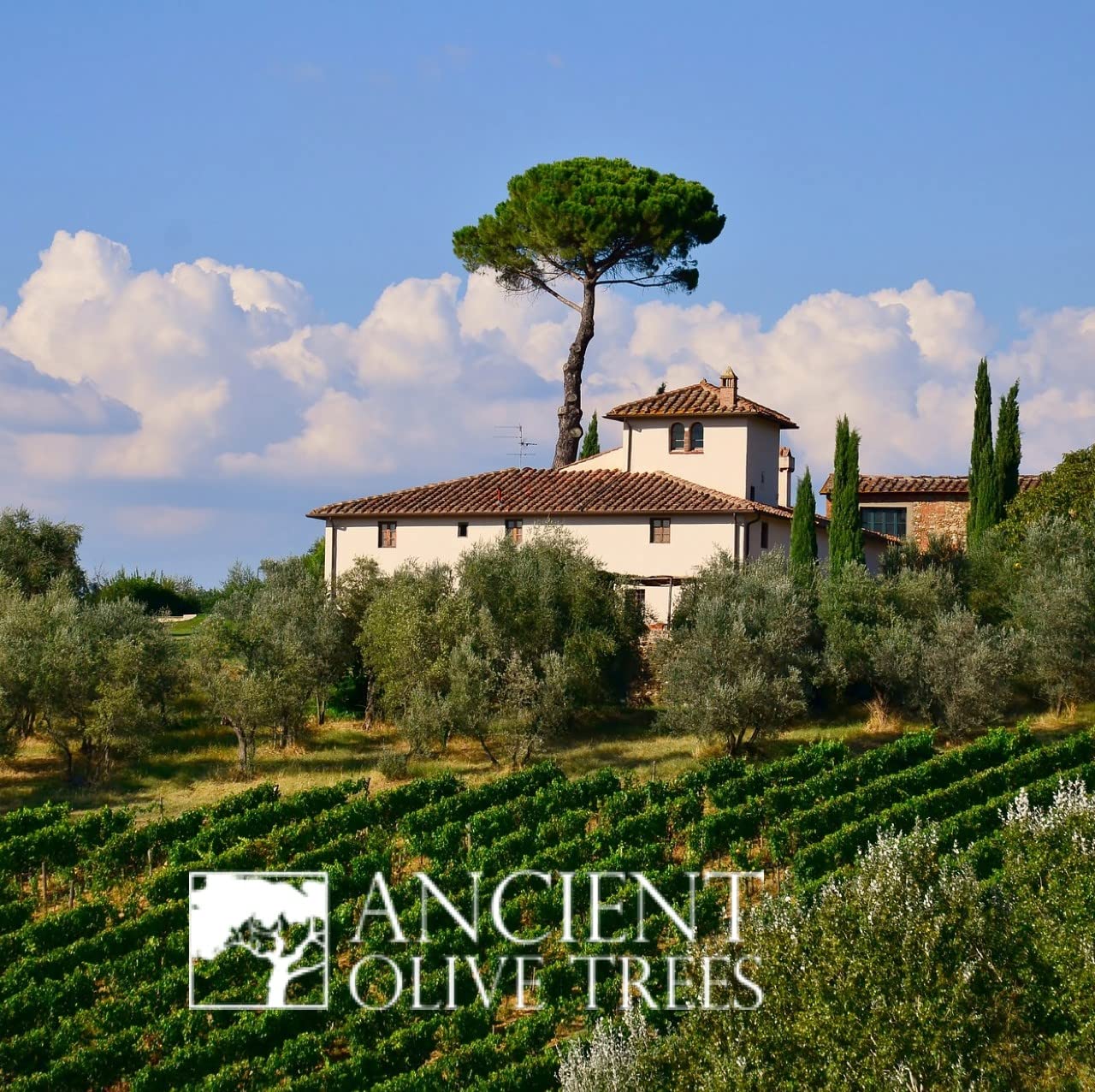 ANCIENT OLIVE TREES saucepan with reduced balsamic creating rich glaze