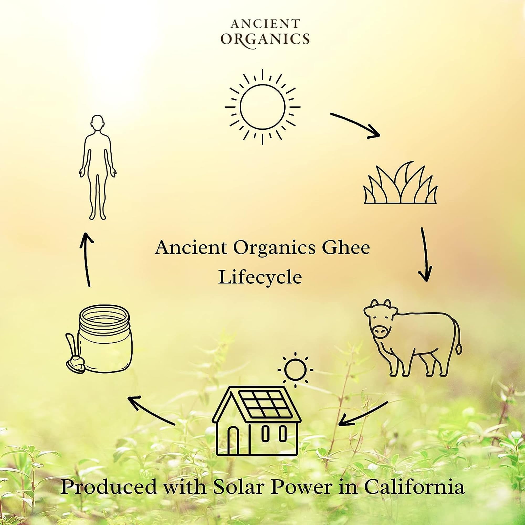 Ancient Organics ghee on toast in kitchen setting showing versatile everyday use
