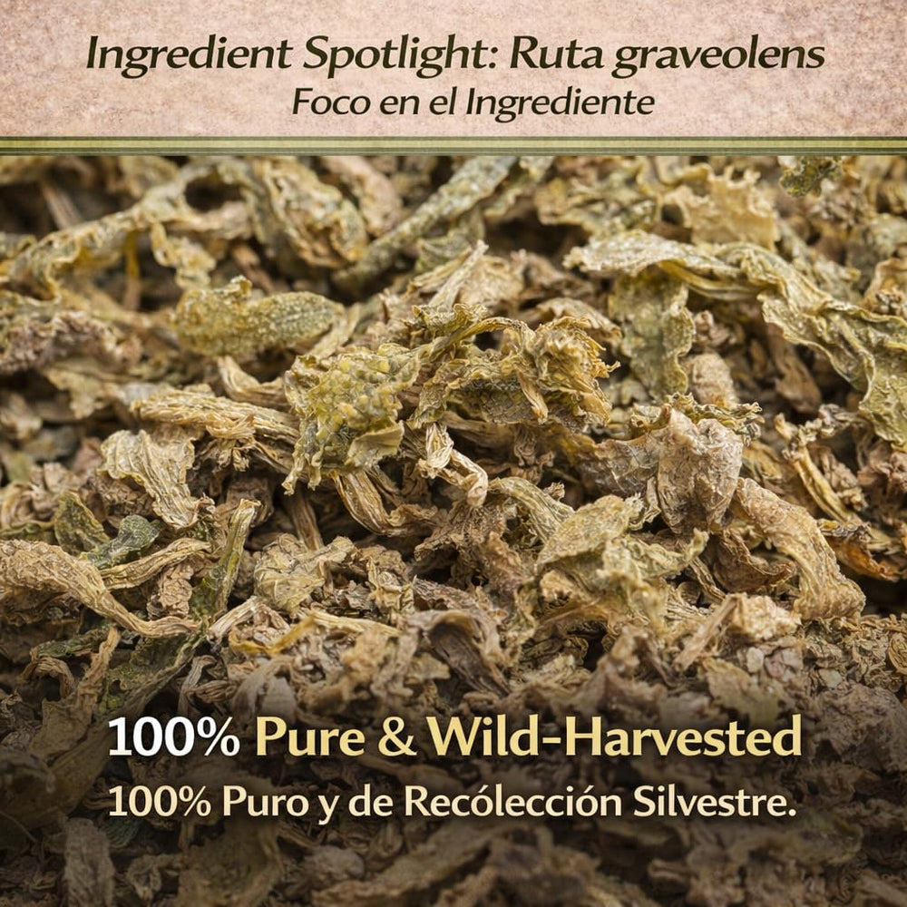 B-Experts leaf texture close-up focusing on veins and preserved botanical integrity