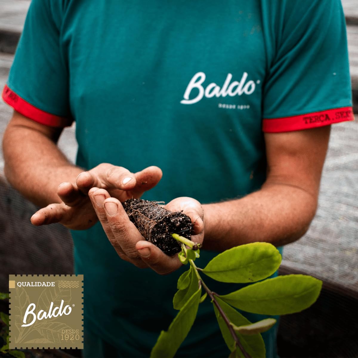 baldo esmeralda brewed in successive cups to show sustained flavor across infusions