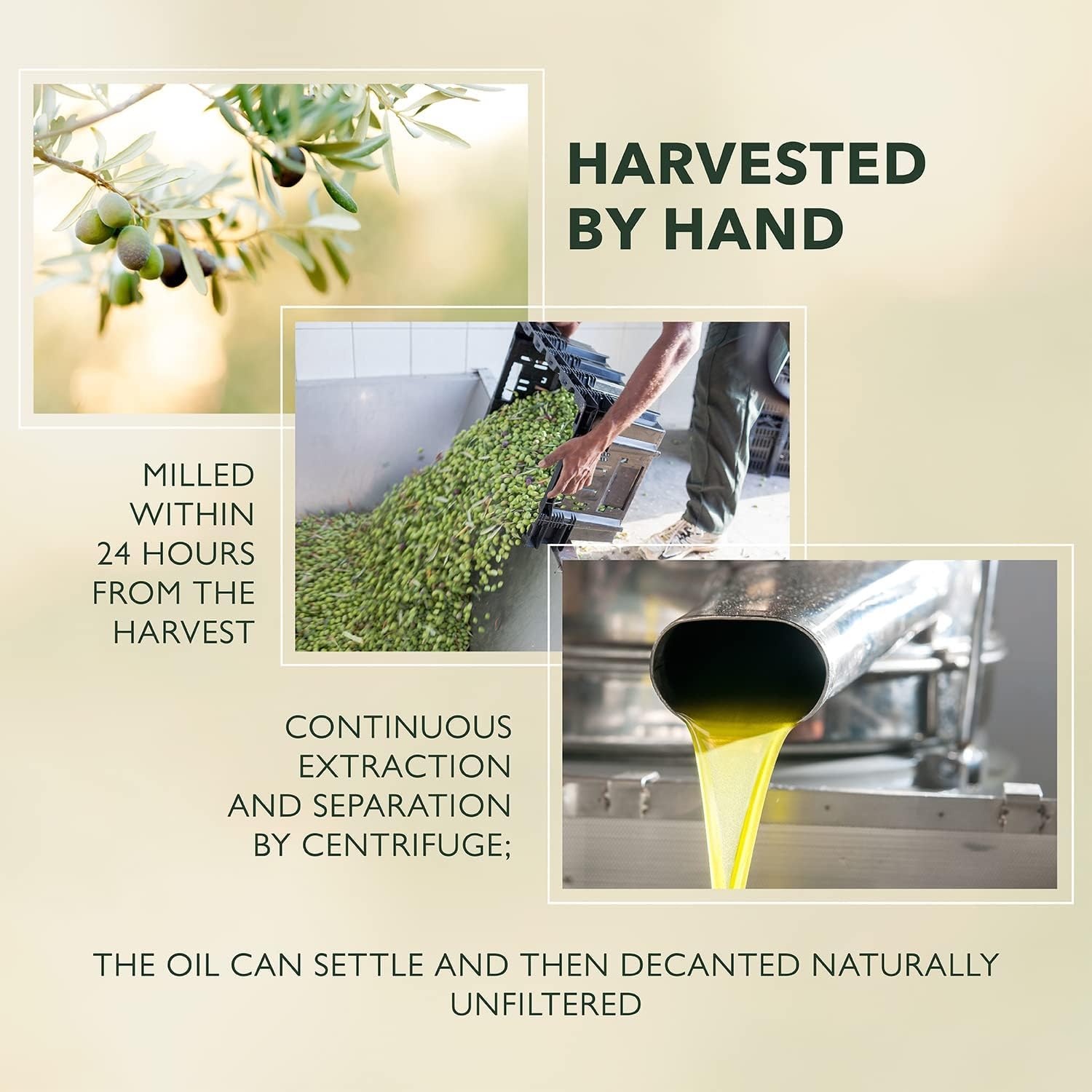 Harvested olives at Sicilian grove linked to Barbera Frantoia freshness